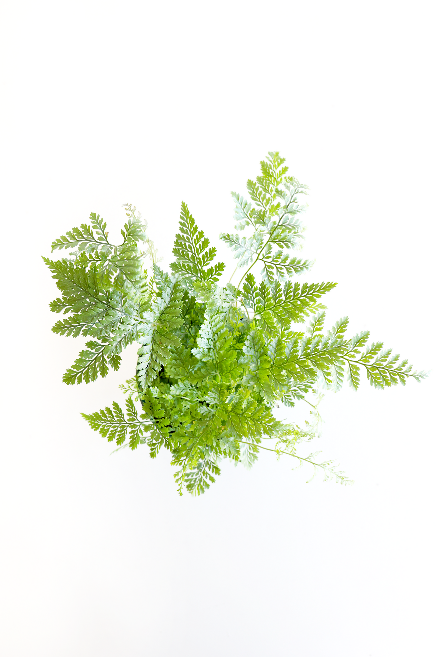 Rabbit's Foot Fern Plant