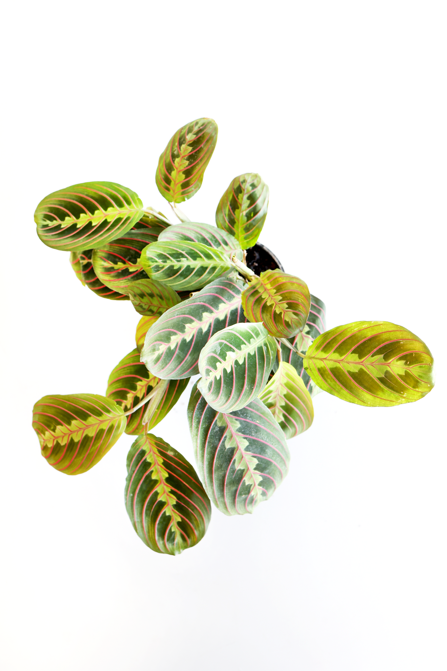 Red Maranta Prayer Plant