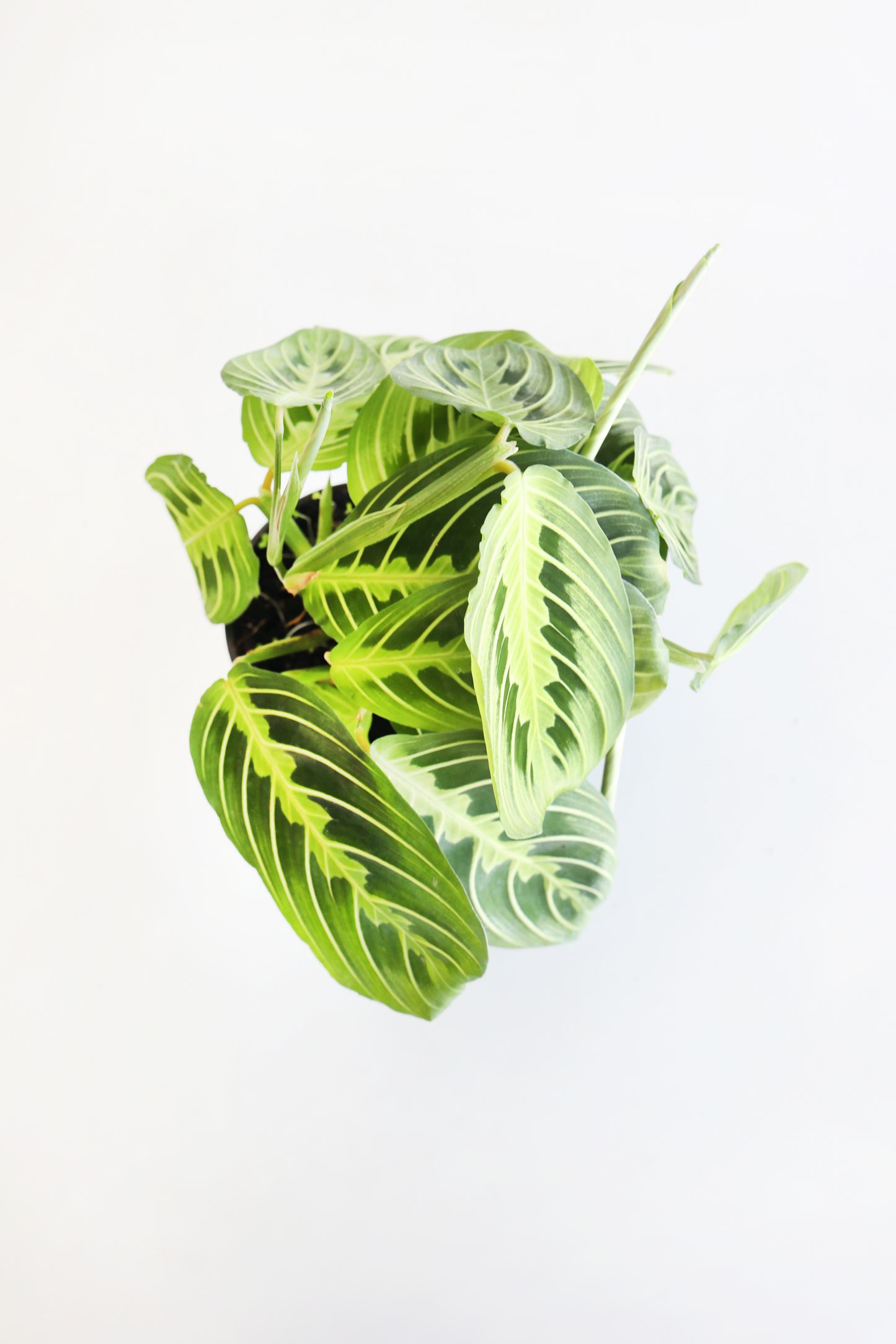 Lemon Lime Prayer Plant