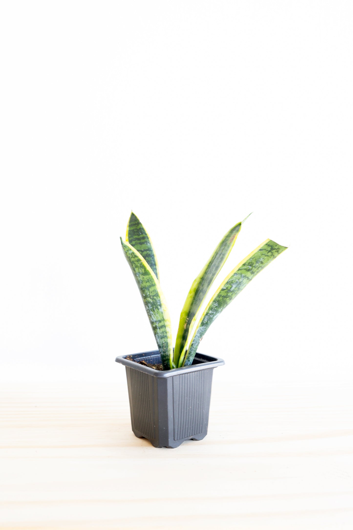 Variegated Snake Plant