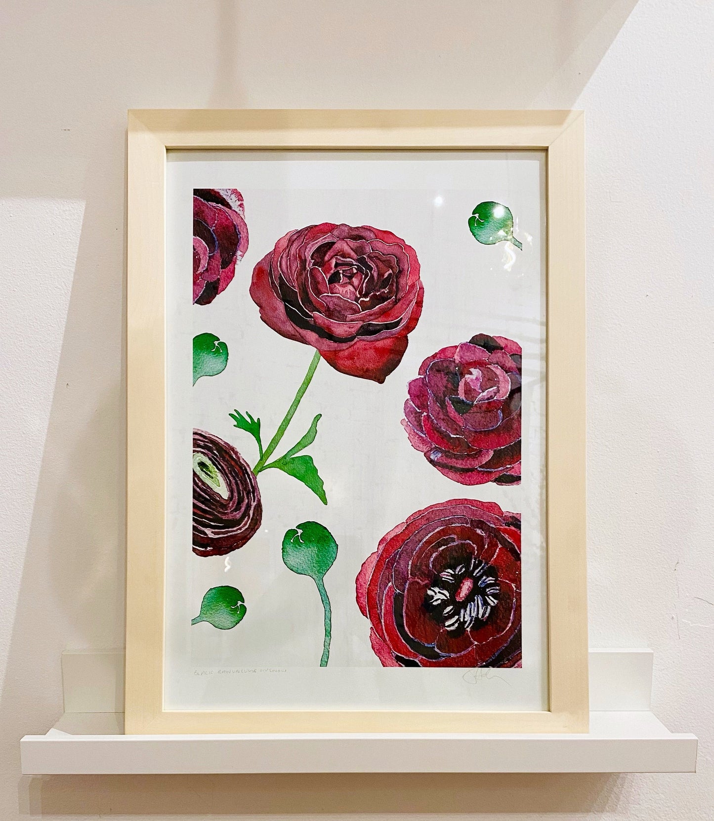 Art Print: Black Ranunculus on Snow