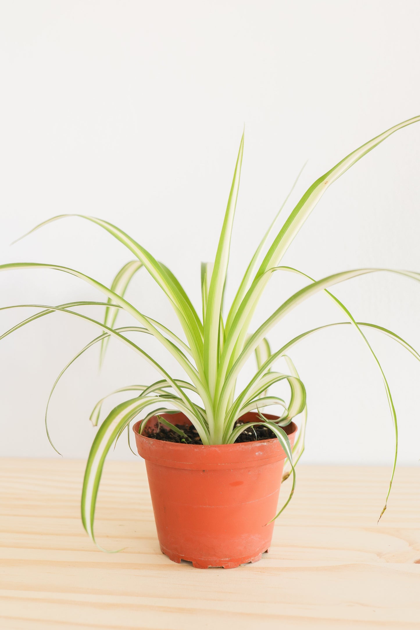 Spider Plant