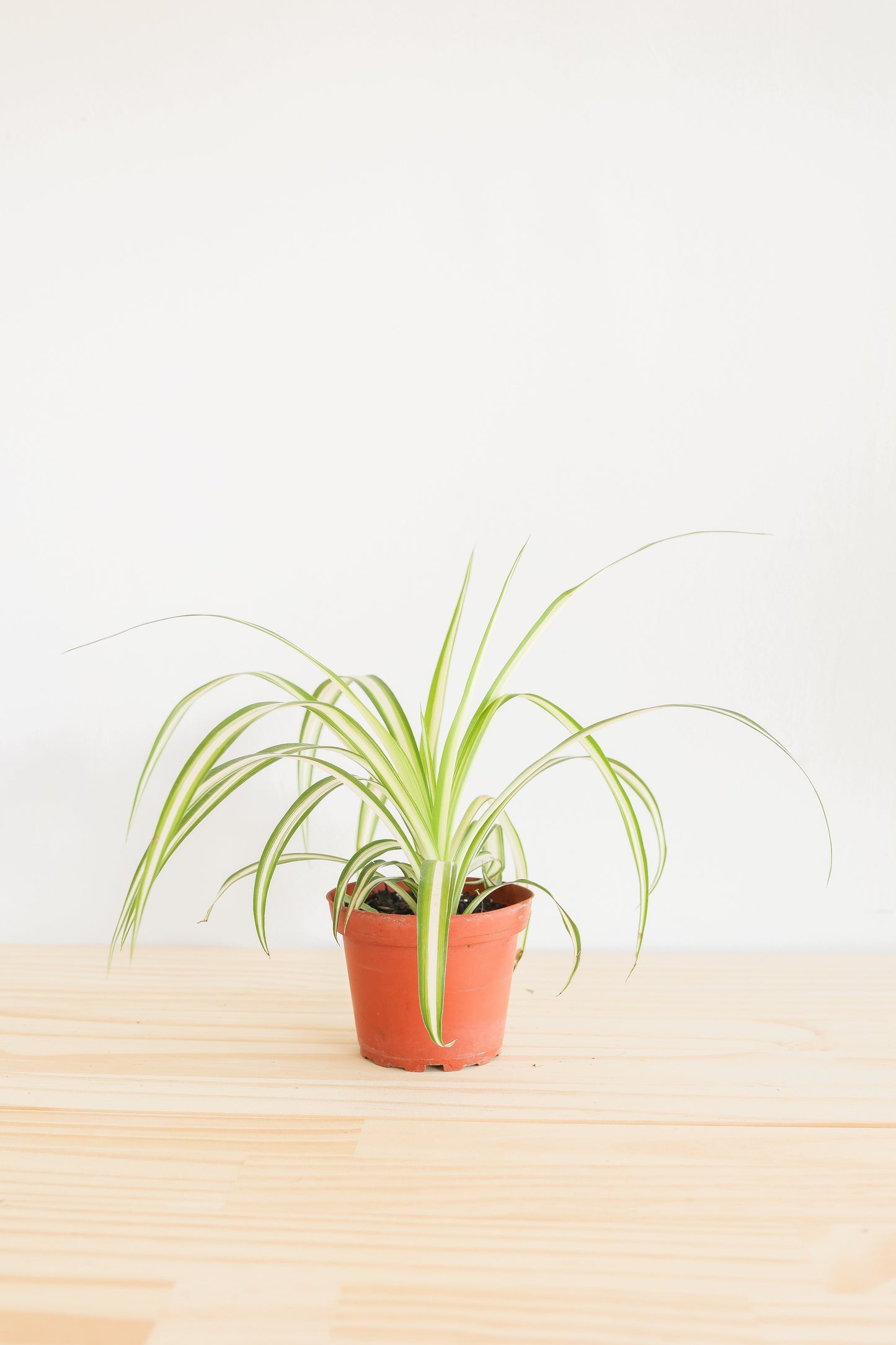 Spider Plant