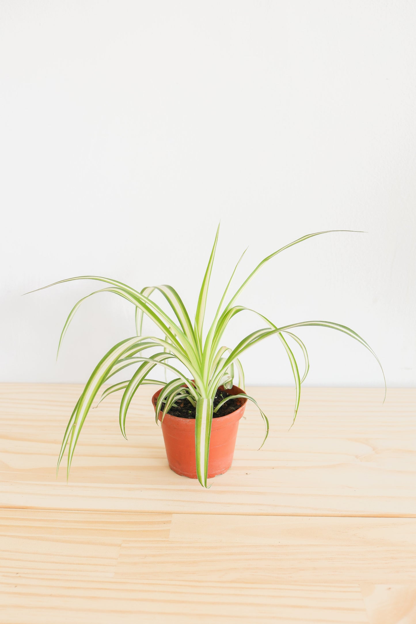Spider Plant