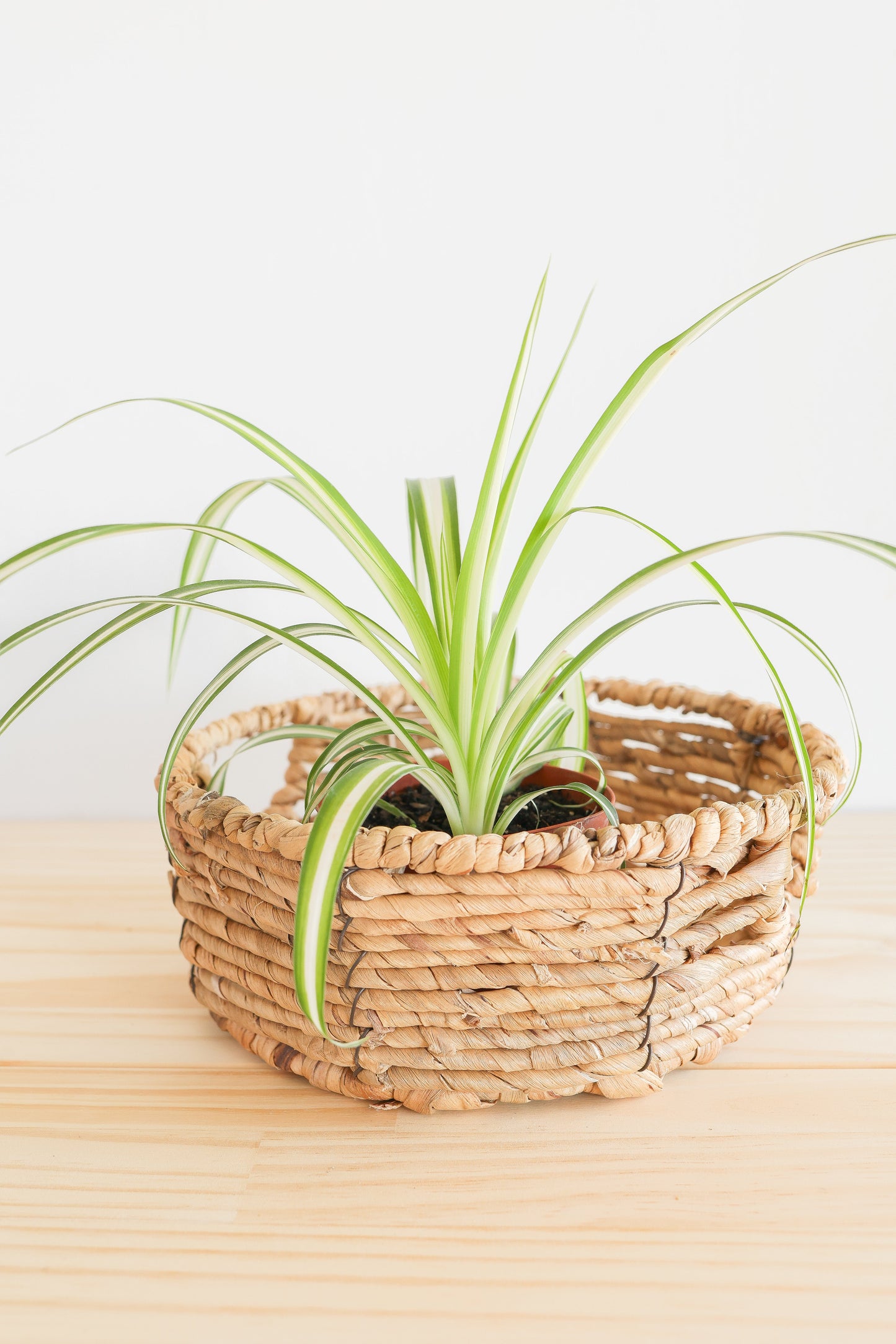 Spider Plant