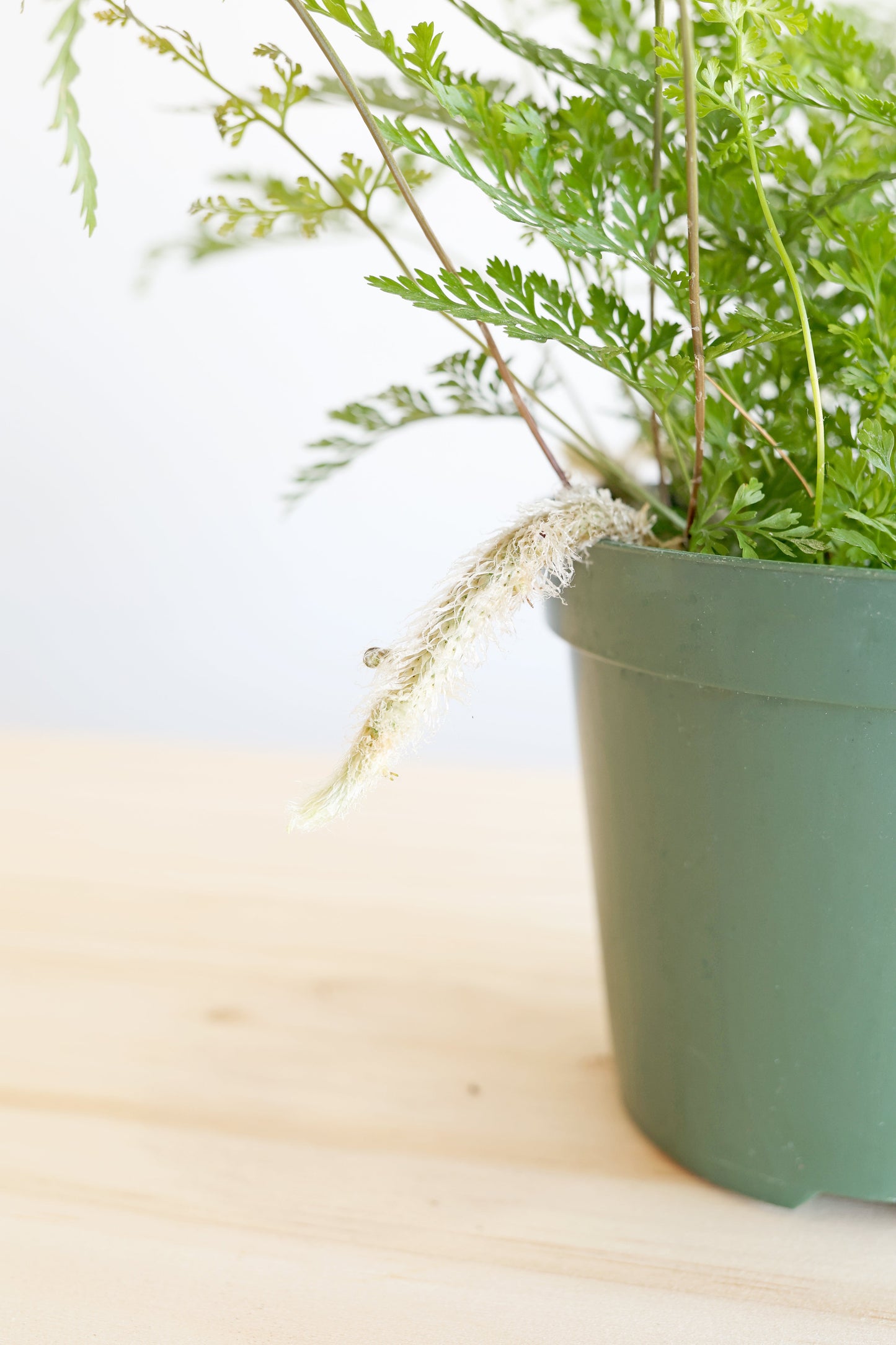 Rabbit's Foot Fern Plant
