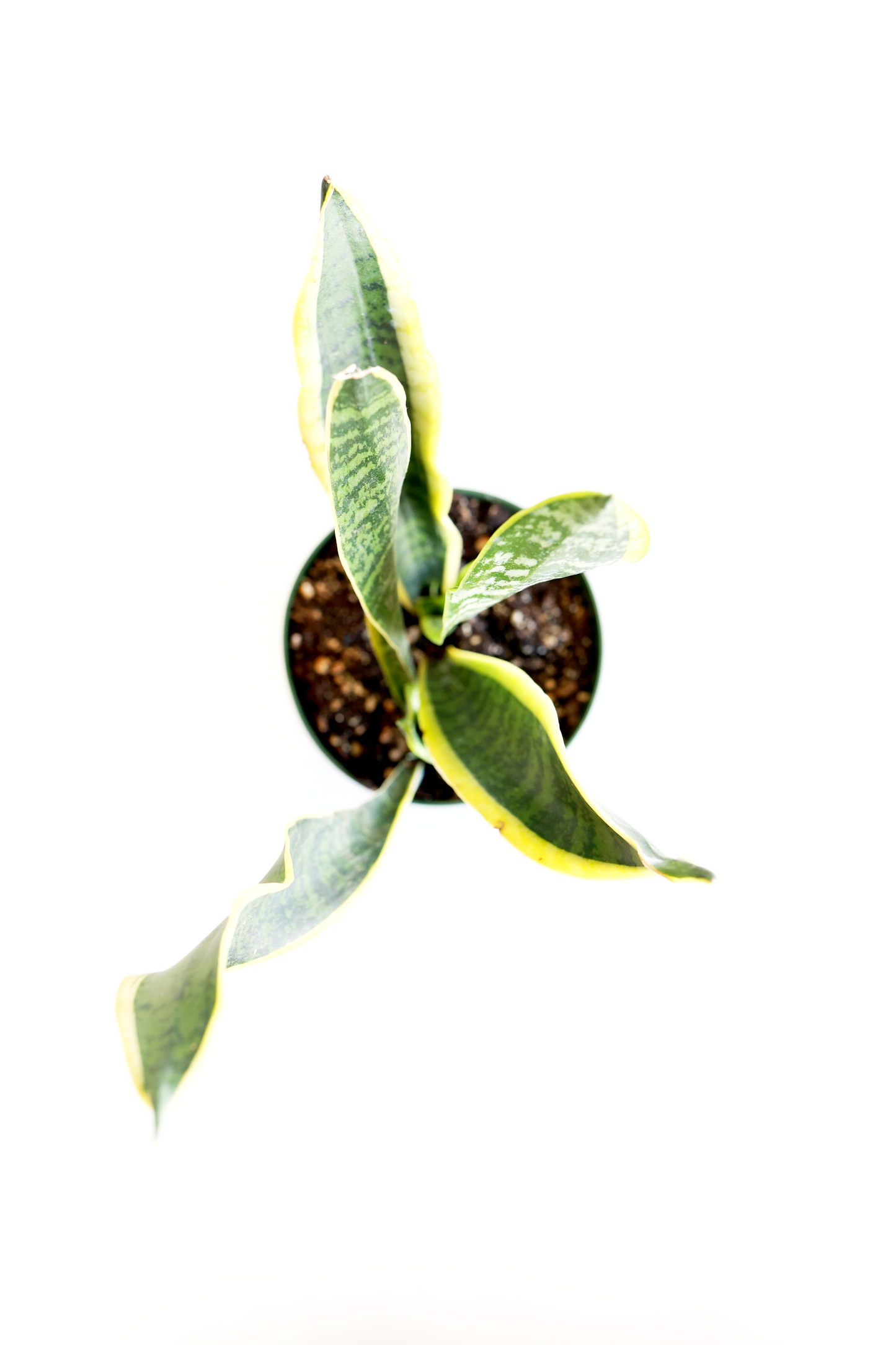 Variegated Snake Plant