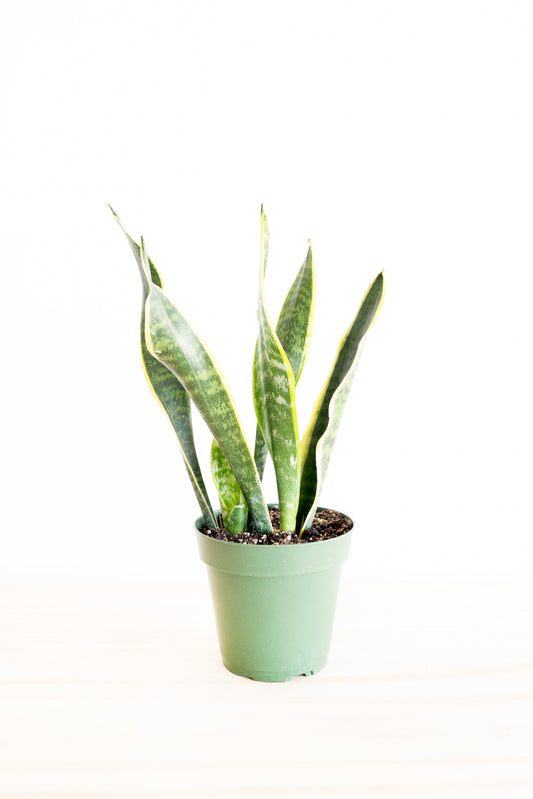 Variegated Snake Plant