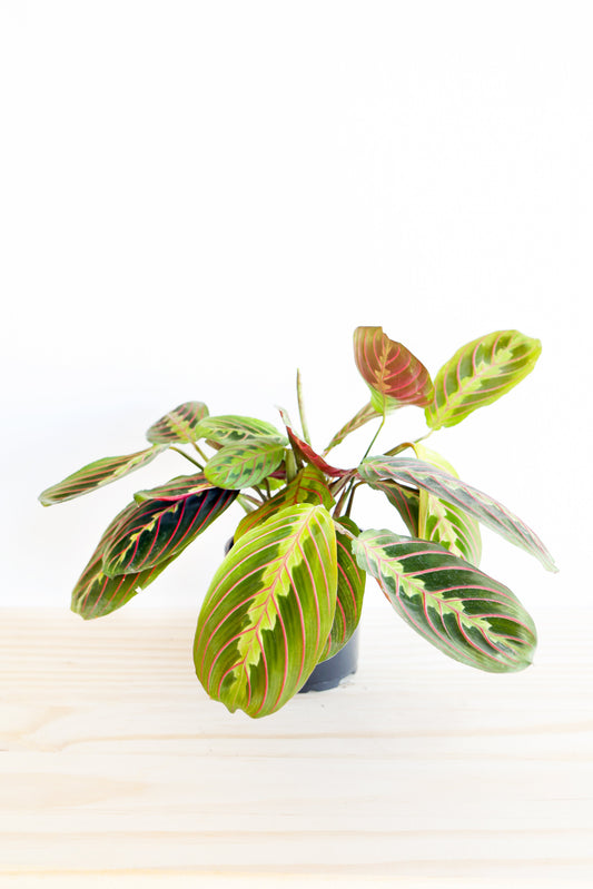 Red Maranta Prayer Plant