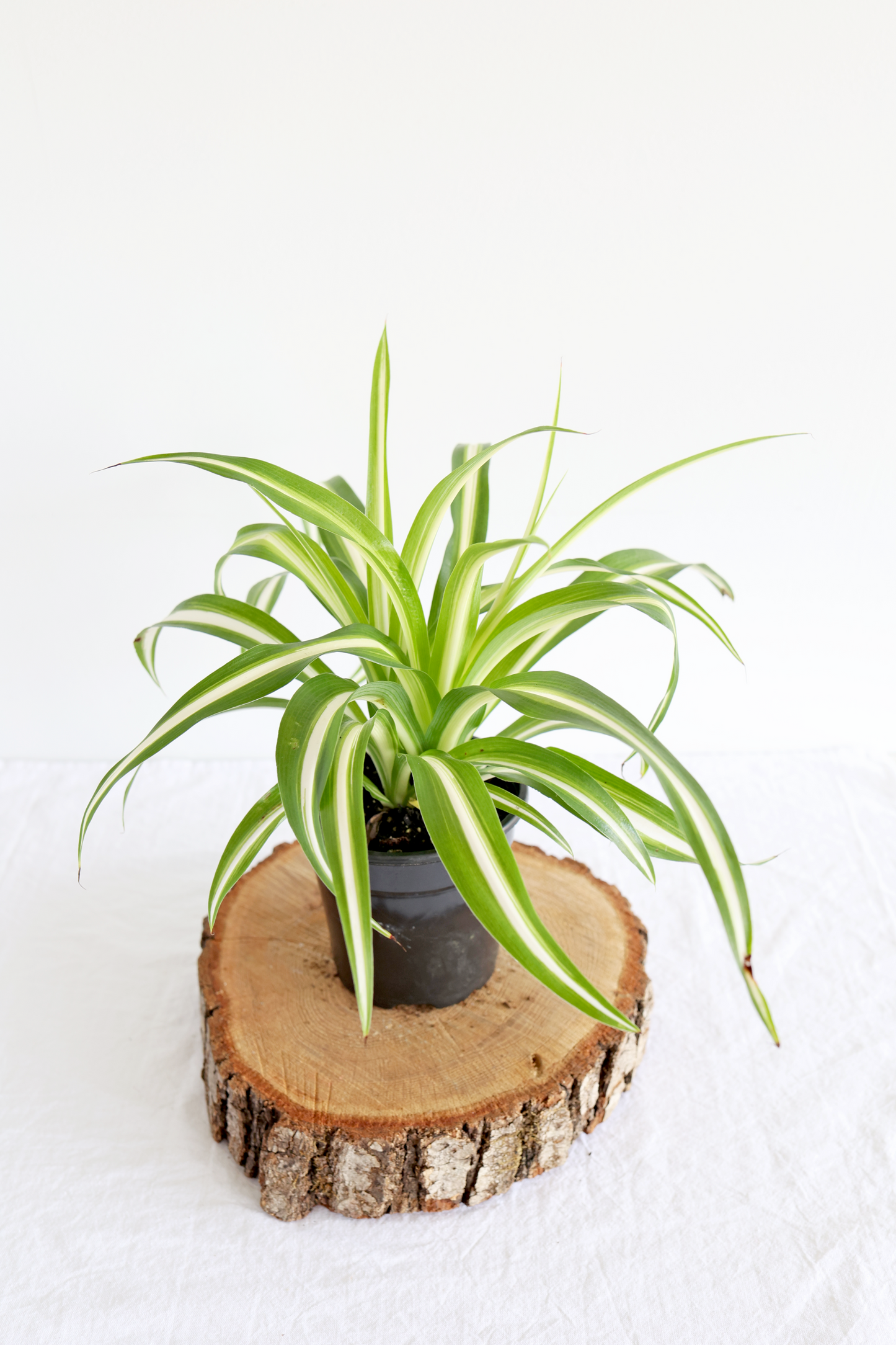 Spider Plant