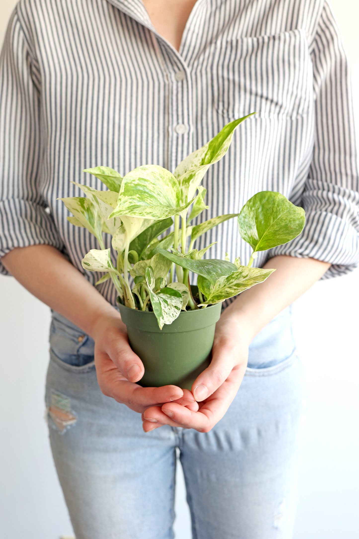 Marble Queen Pothos Plant