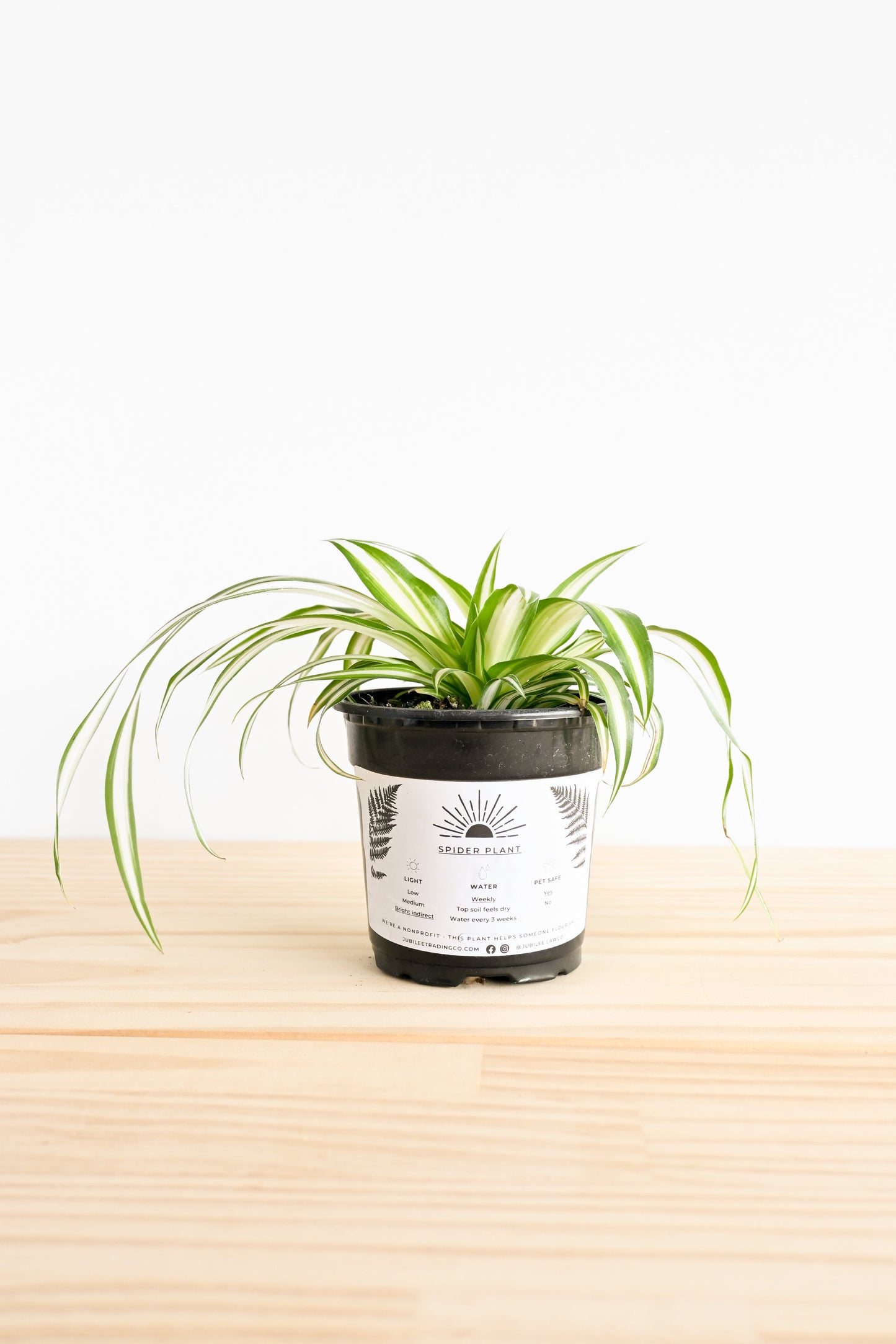 Spider Plant