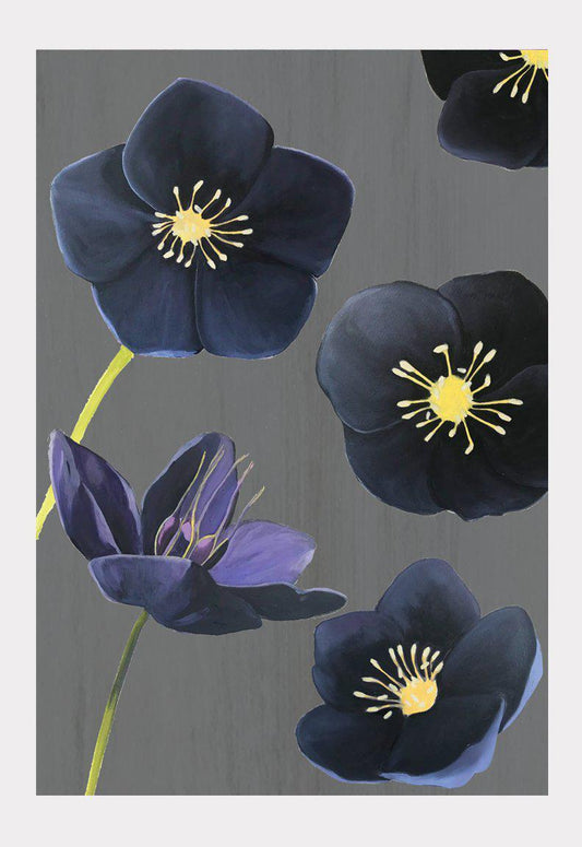 Art Print:  Black Hellebore on Charcoal